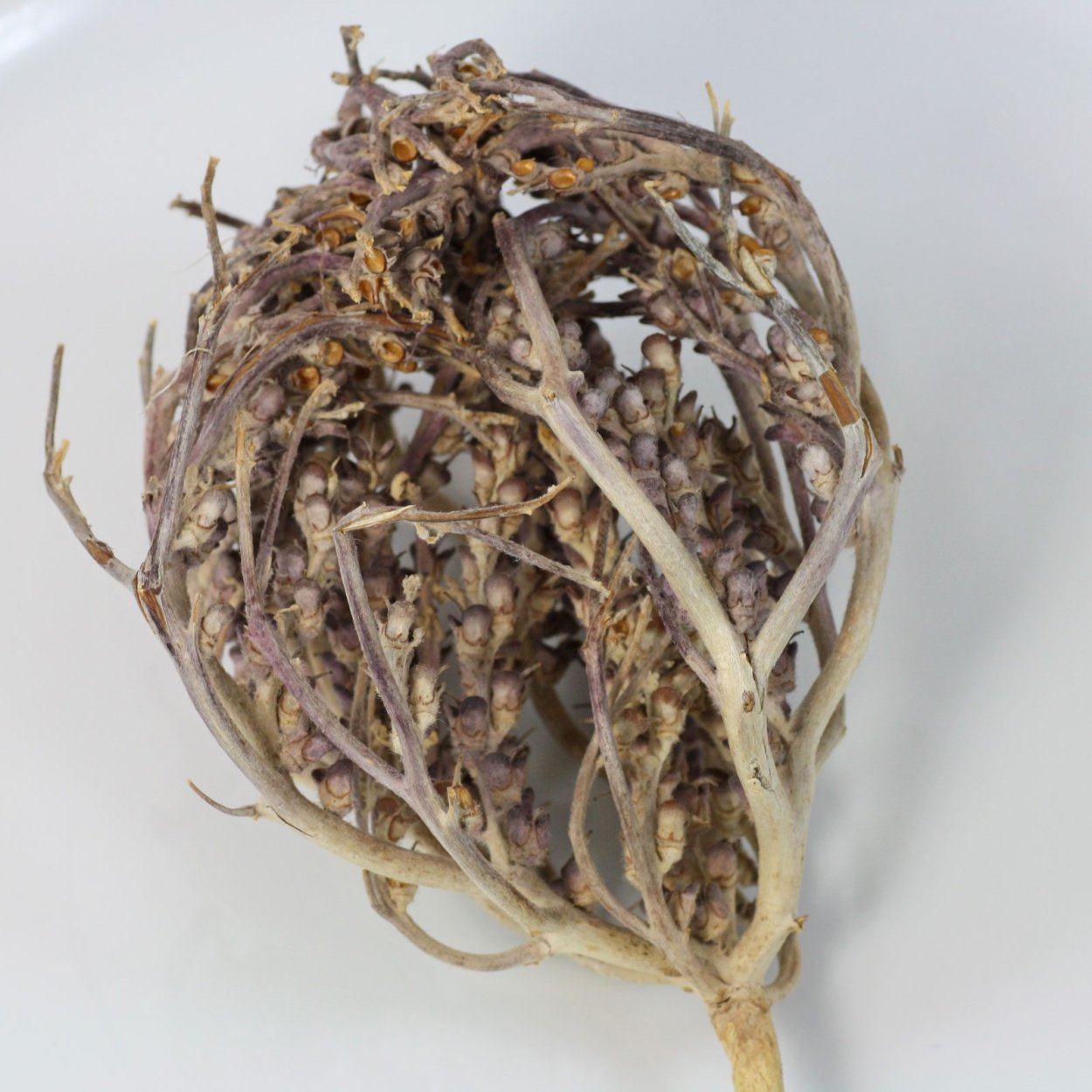 Иерихонская роза перекати-поле