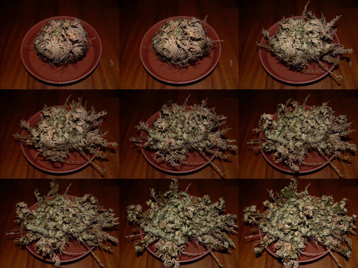 Роза Иерихона