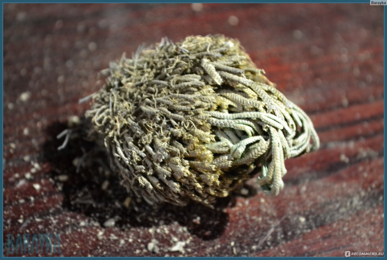 Иерихонская роза анастатика