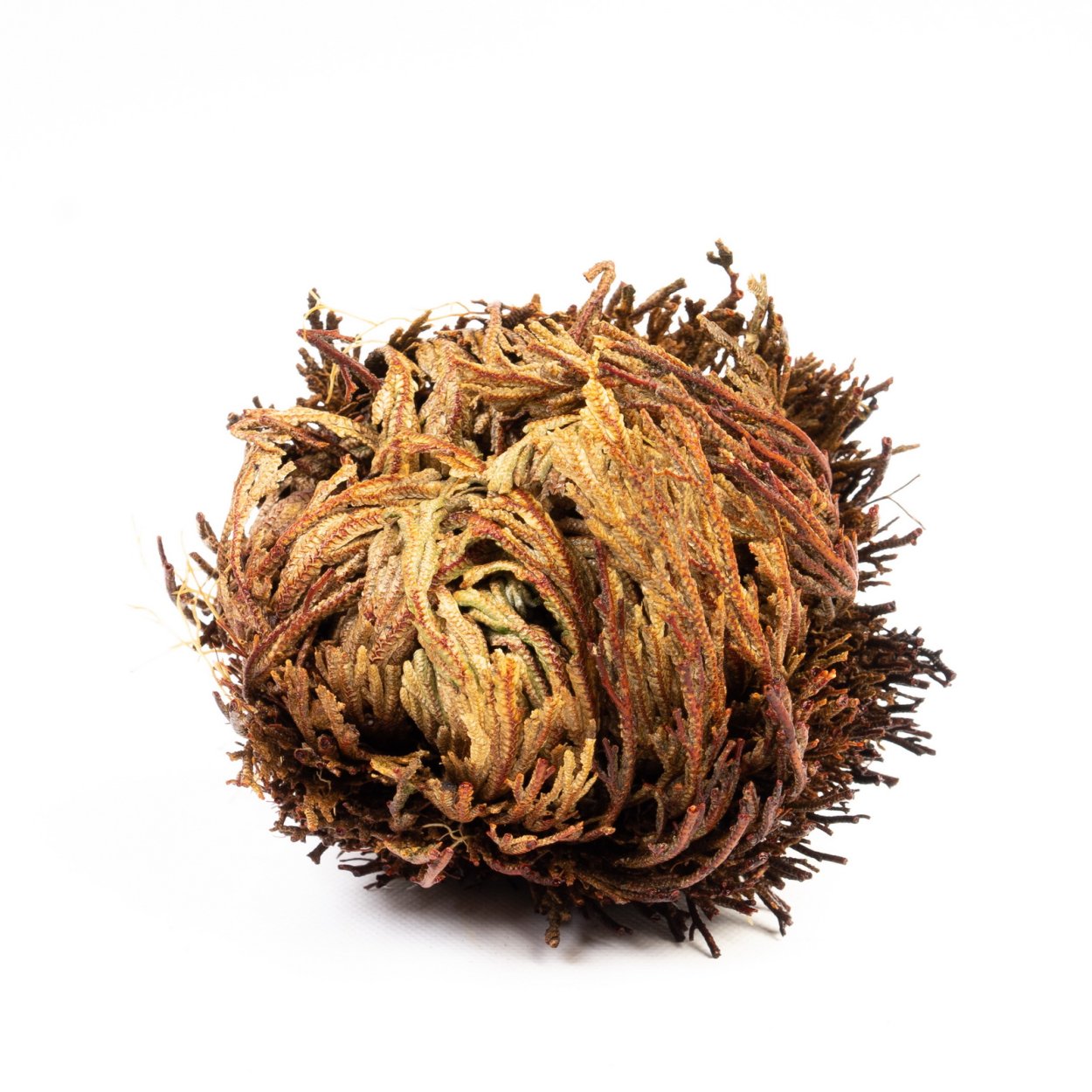 Иерихонская роза (anastatica hierochuntica)