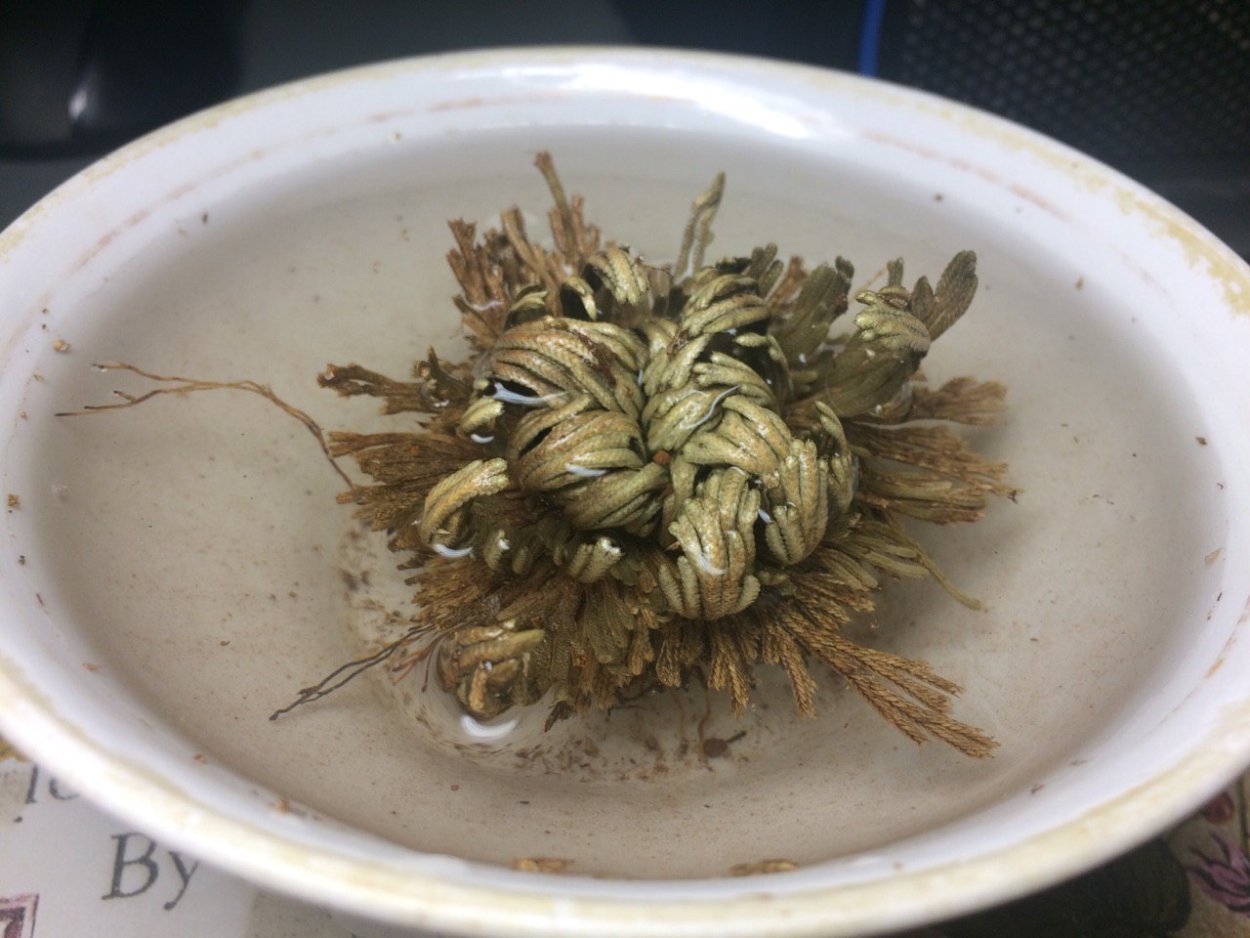 Иерихонская роза цветение