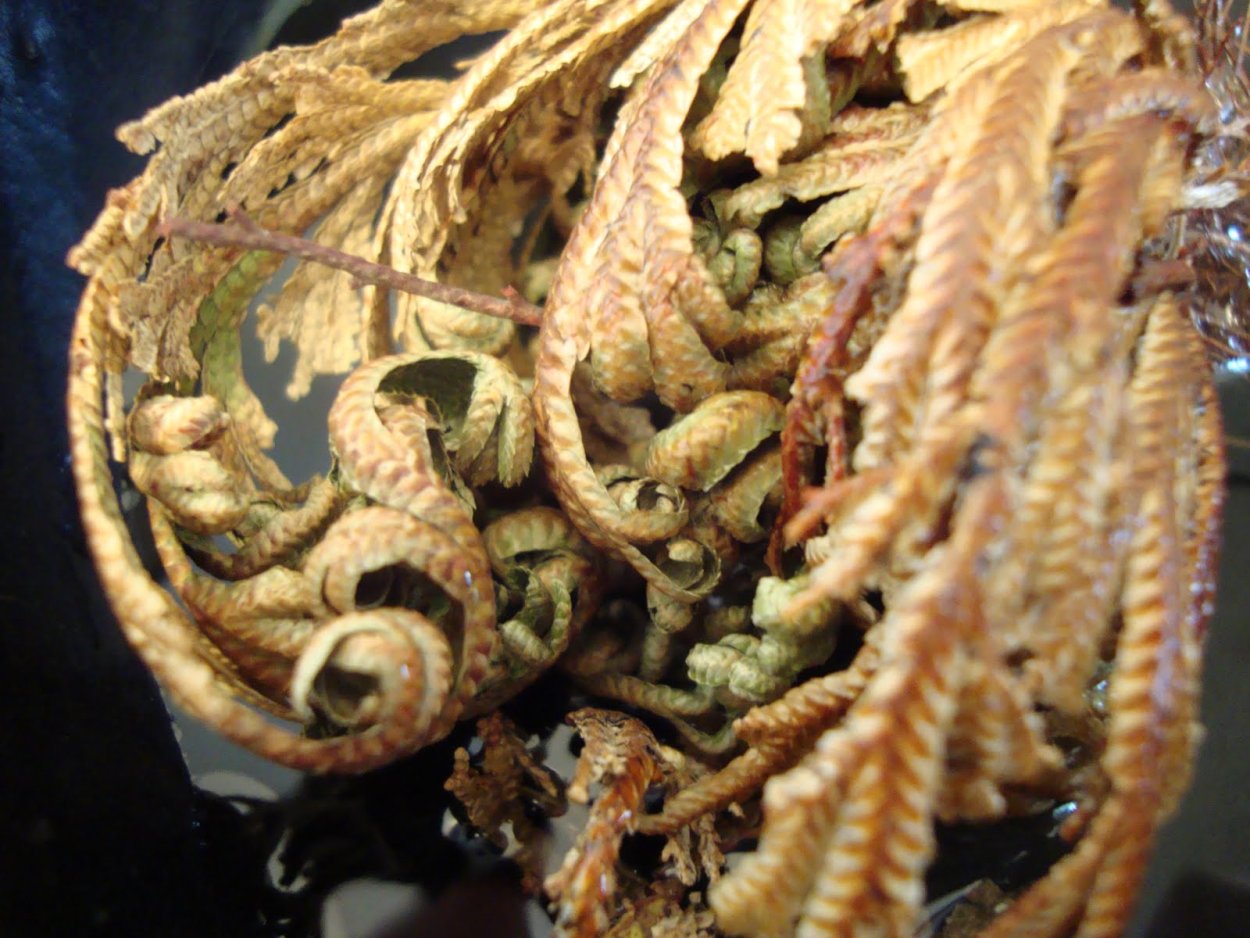 Селагинелла иерихонская роза