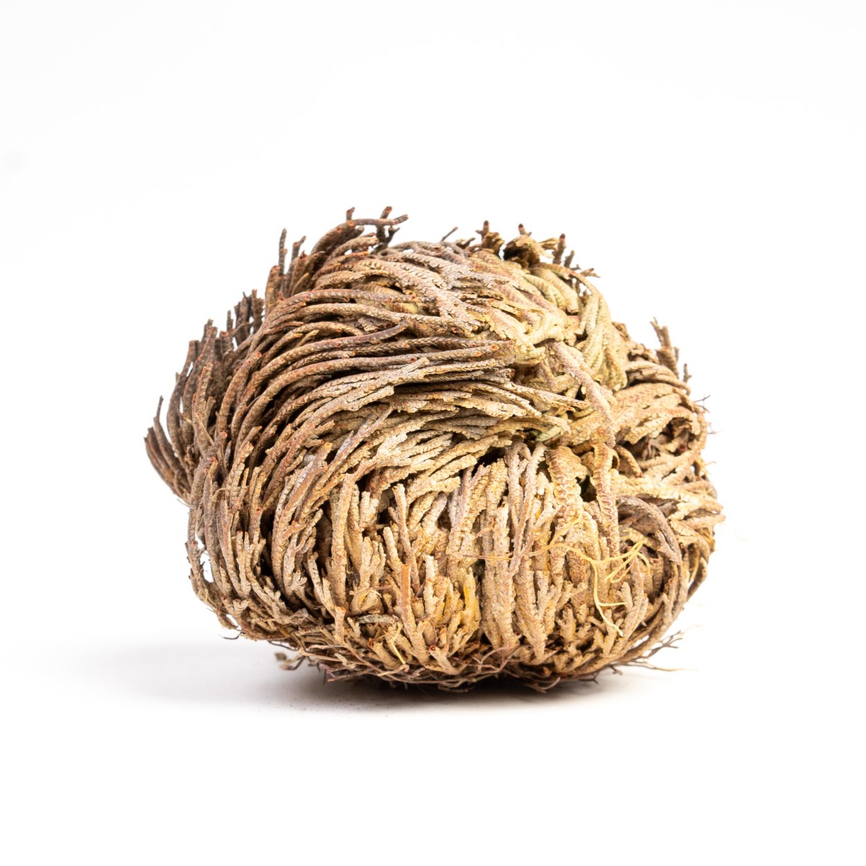 Иерихонская роза