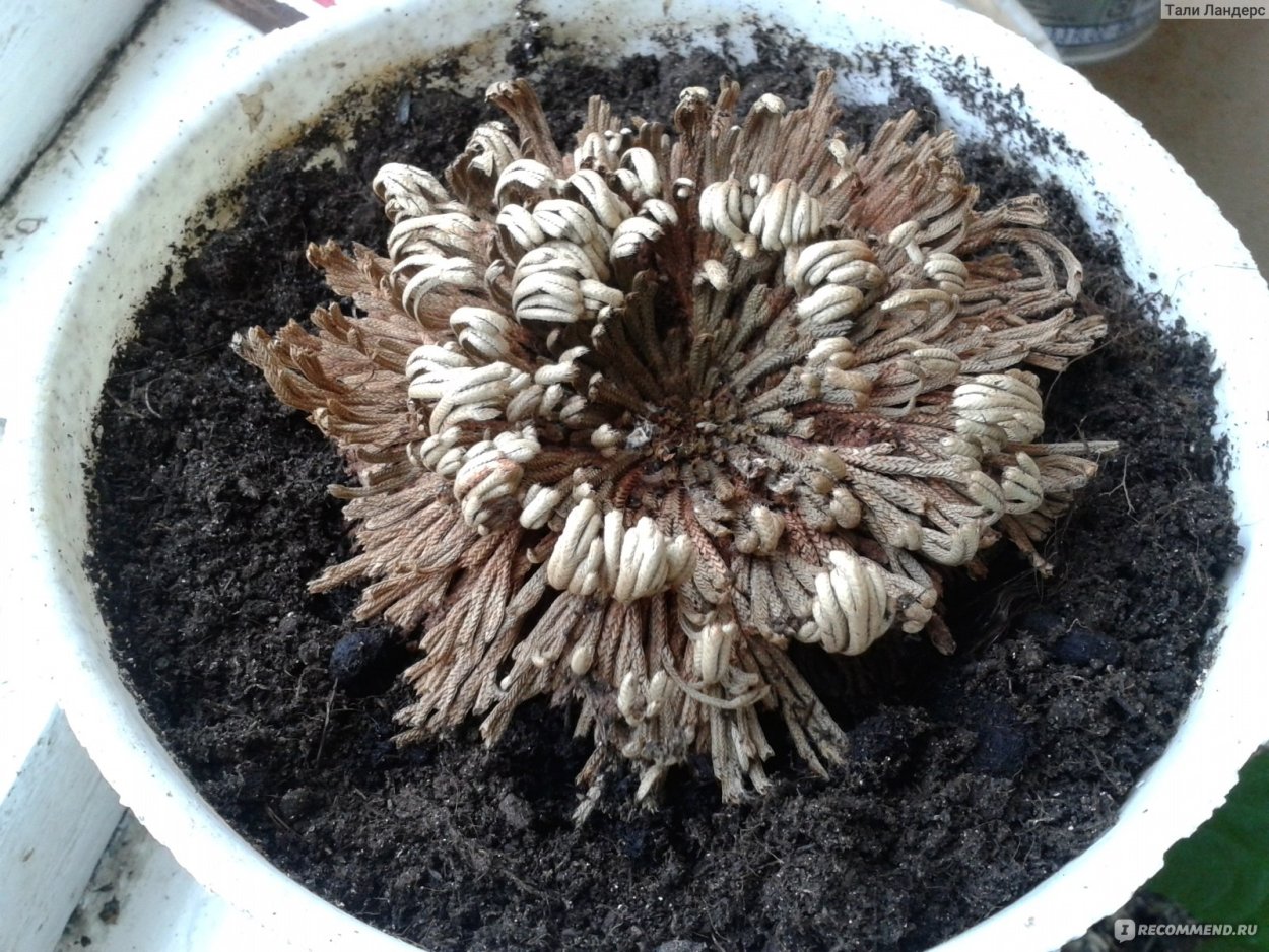 Иерихонская роза анастатика