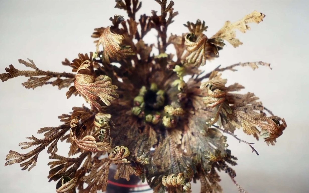 Иерихонская роза