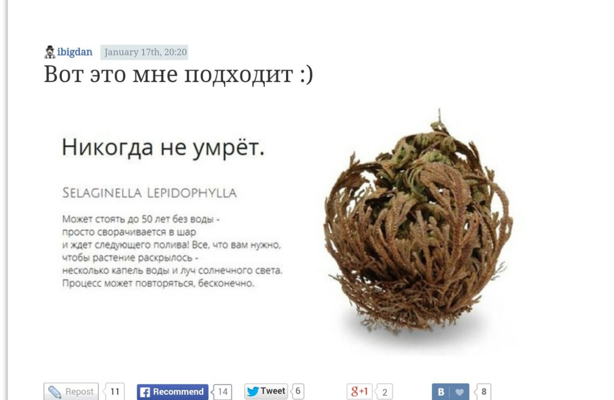 Иерихонская роза купить в Москве самовывоз Ашан