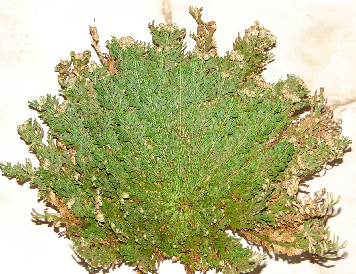 Селагинелла чешуелистная