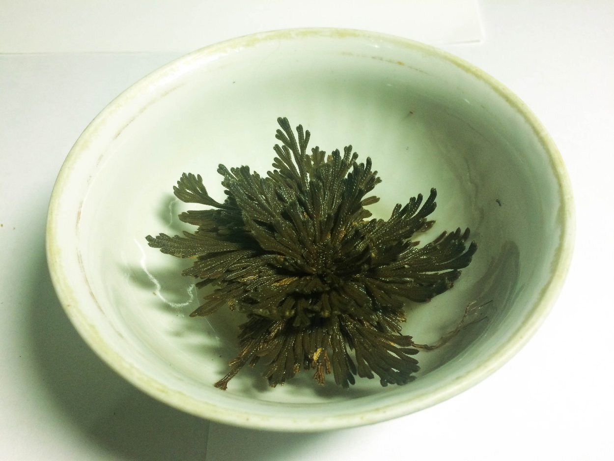 Иерихонская роза