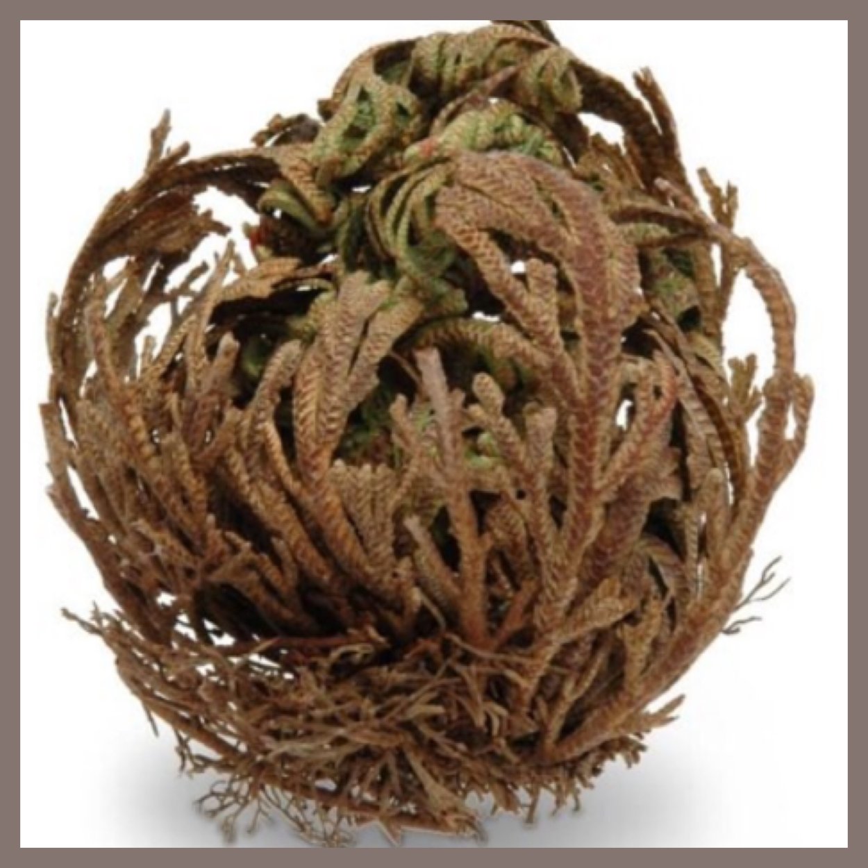 Селагинелла иерихонская роза