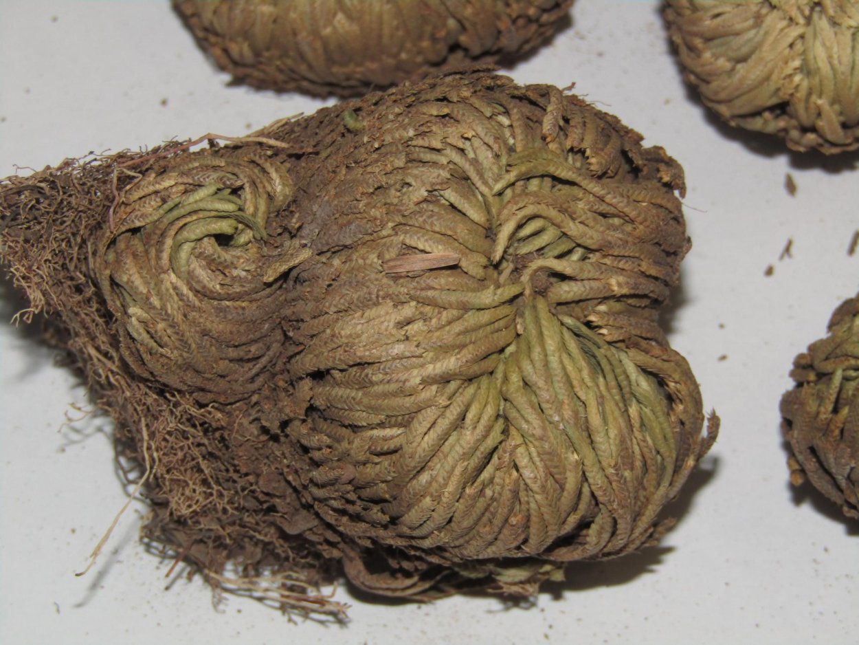 Иерихонская роза цветение