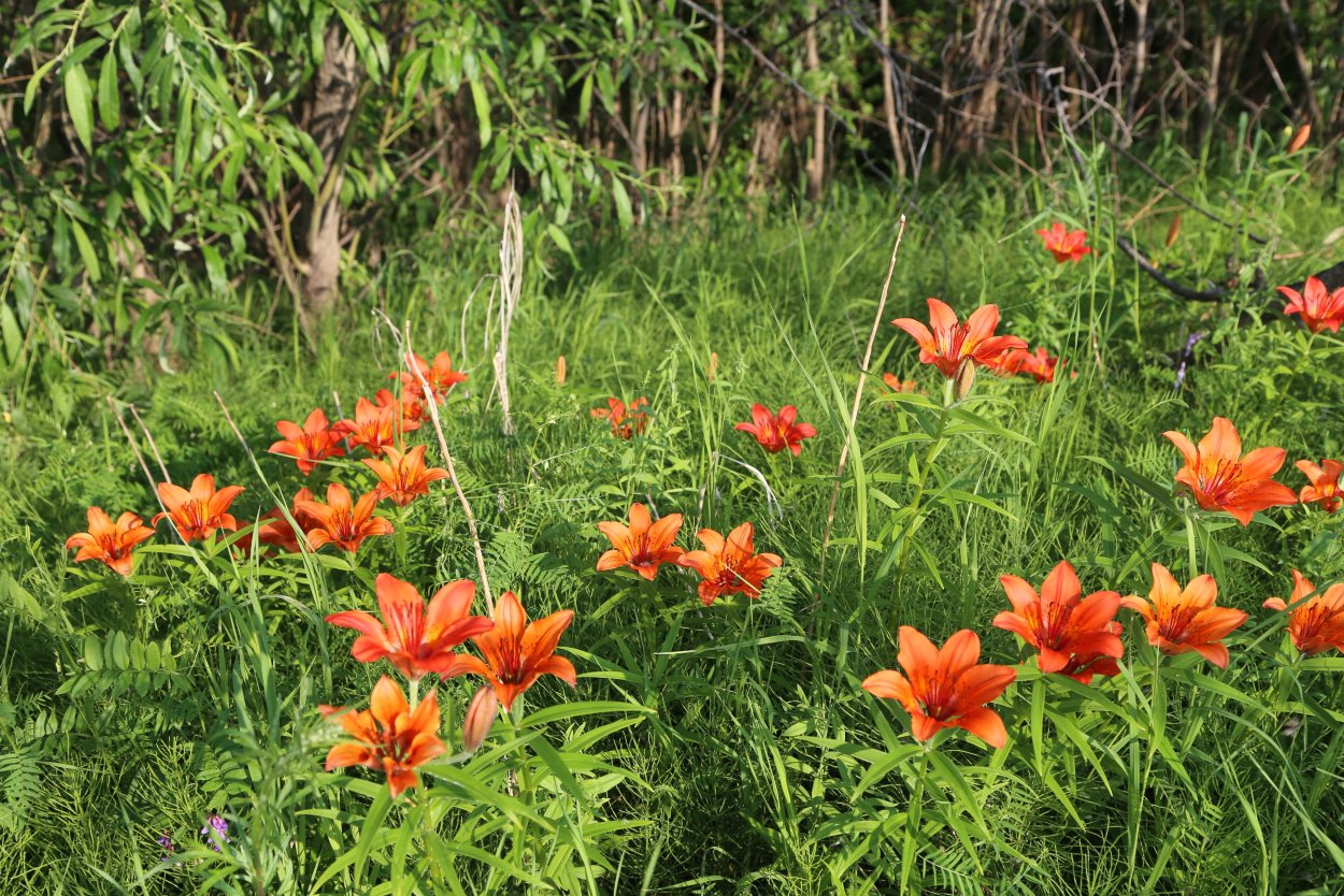 Сардаана сибэкки