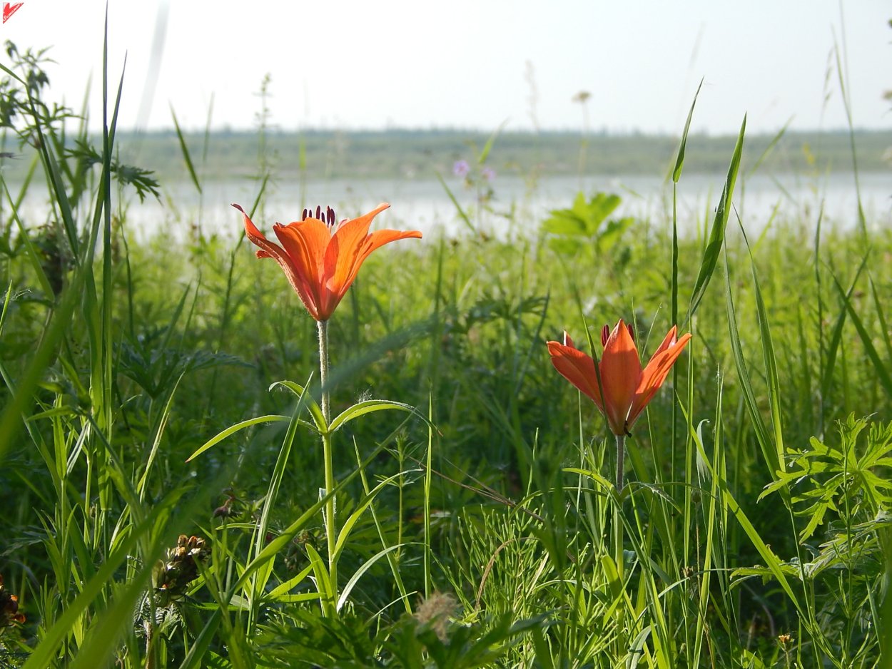 Сардаана сибэкки