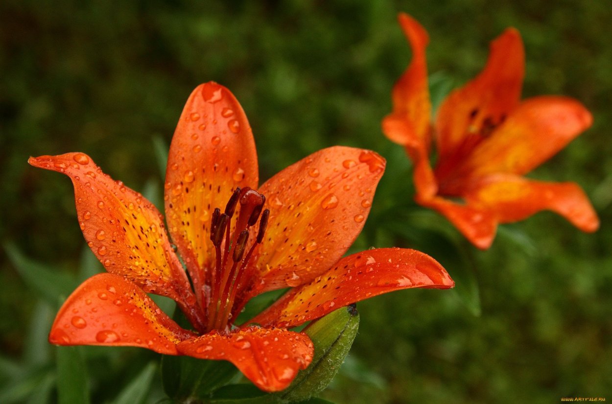 Сардаана сибэкки