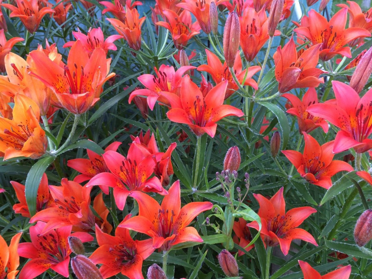 Сардана Лилия