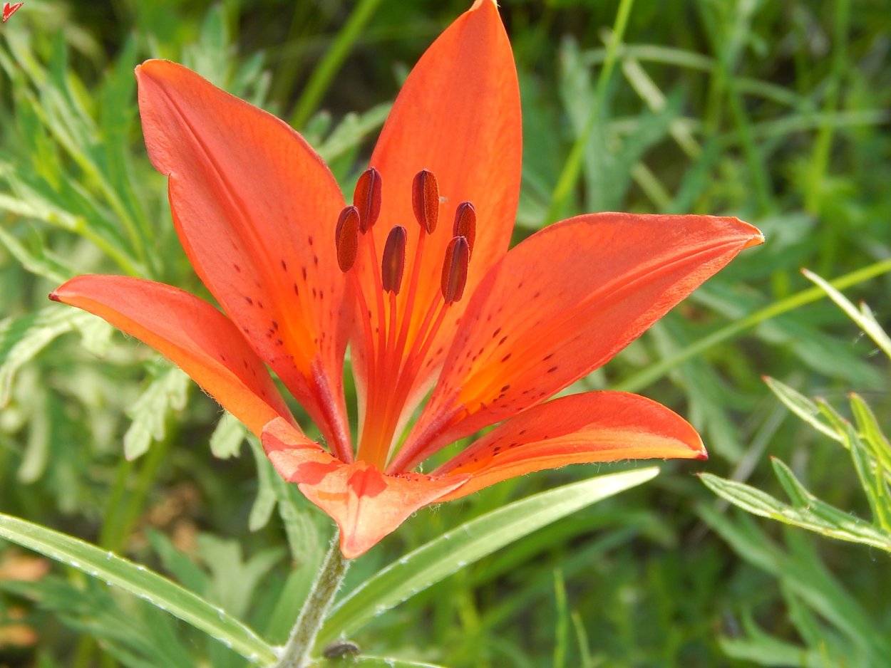 Лилия пенсильванская Даурская Lilium pensylvanicum