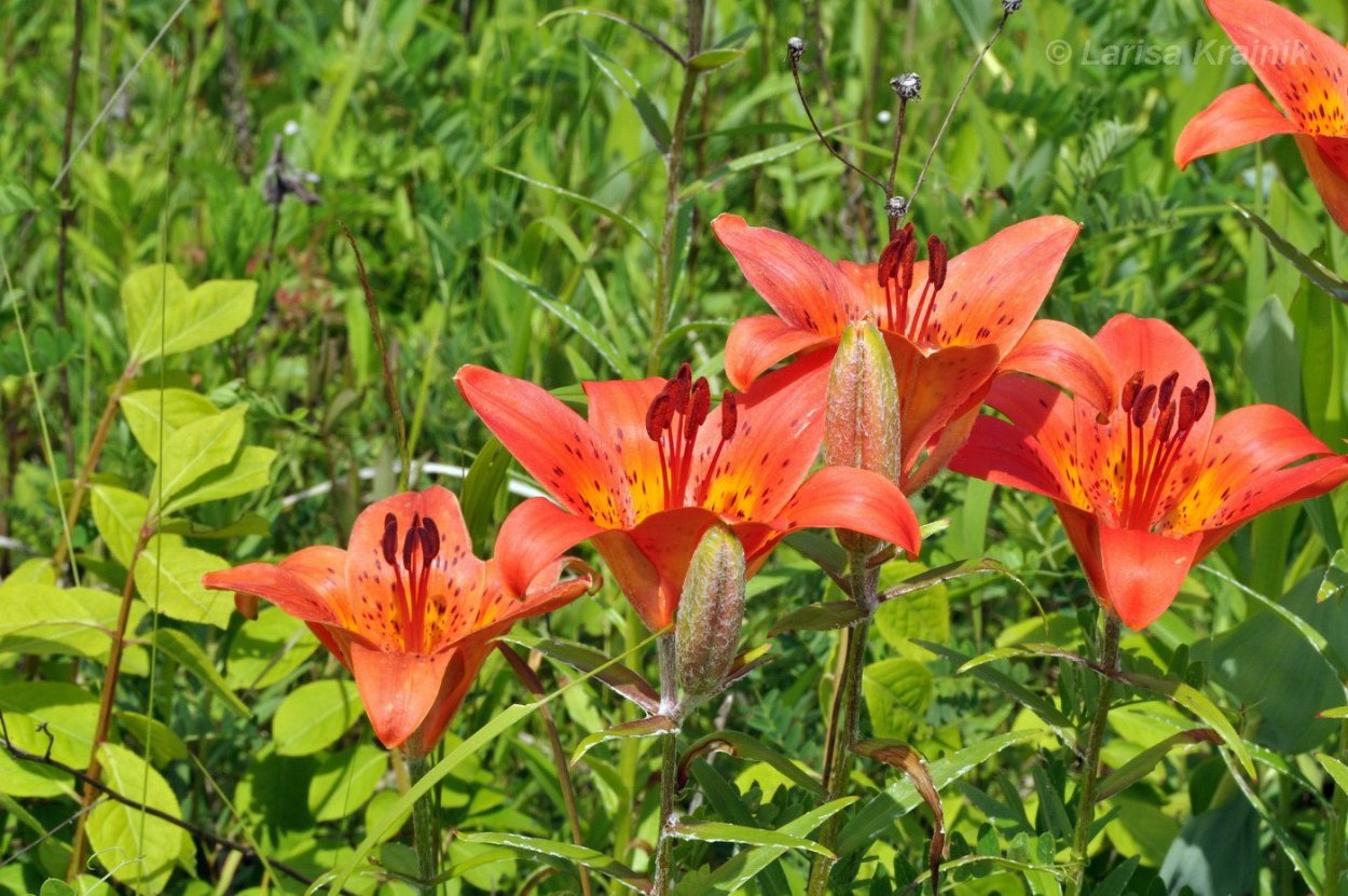 Лилия пенсильванская Даурская Lilium pensylvanicum