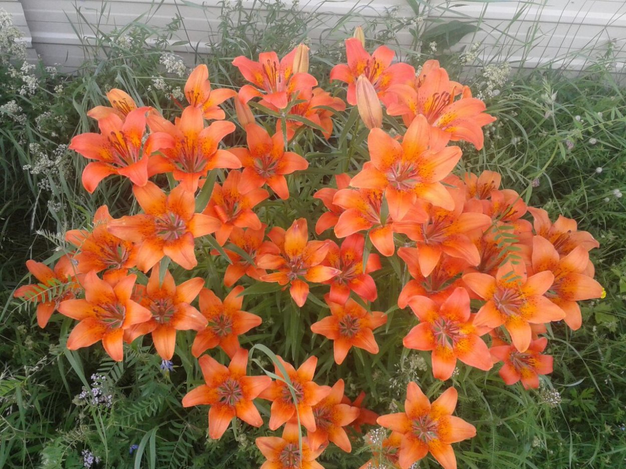 Лилия Даурская Якутия