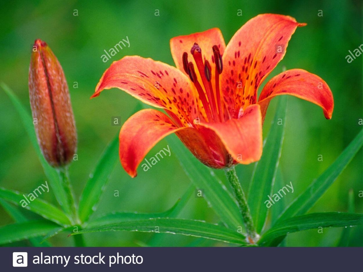 Сардана Лилия