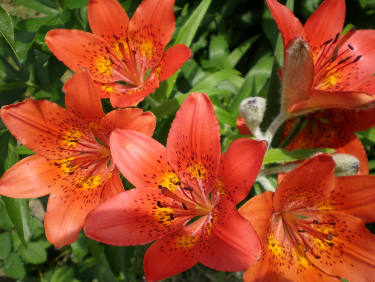 Лилия мелкая оранжевая