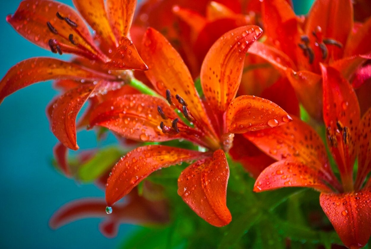 Фон Сардаана сибэкки