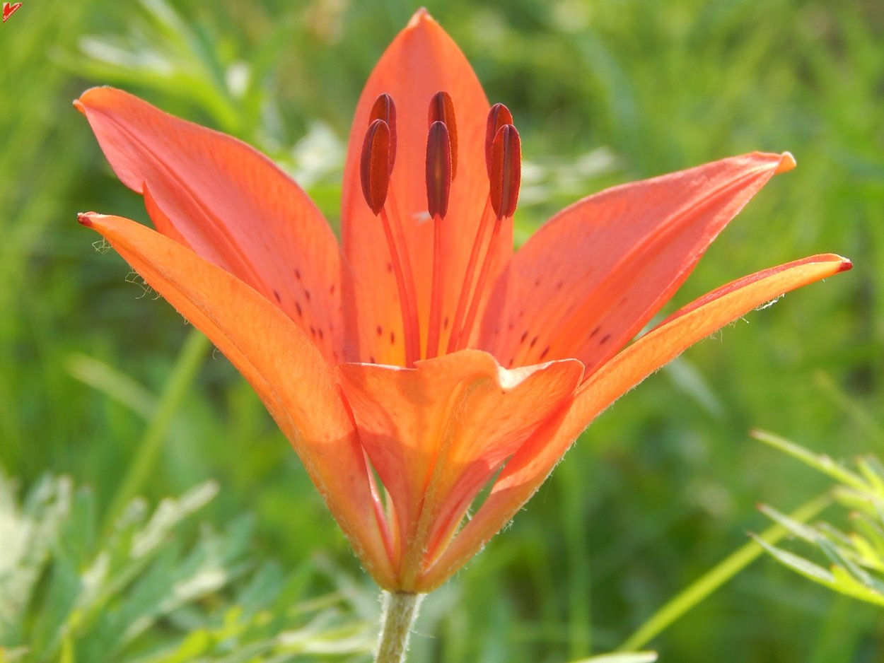 Лилия пенсильванская Даурская Lilium pensylvanicum