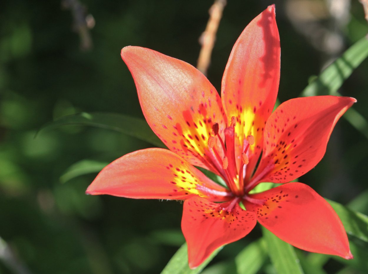 Лилия пенсильванская Байкал