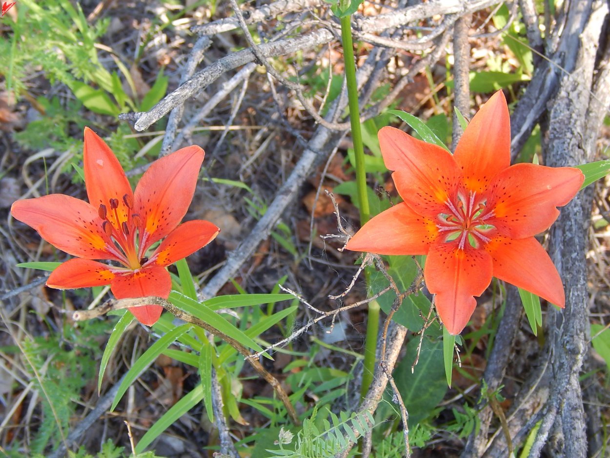 Лилия пенсильванская Сардана