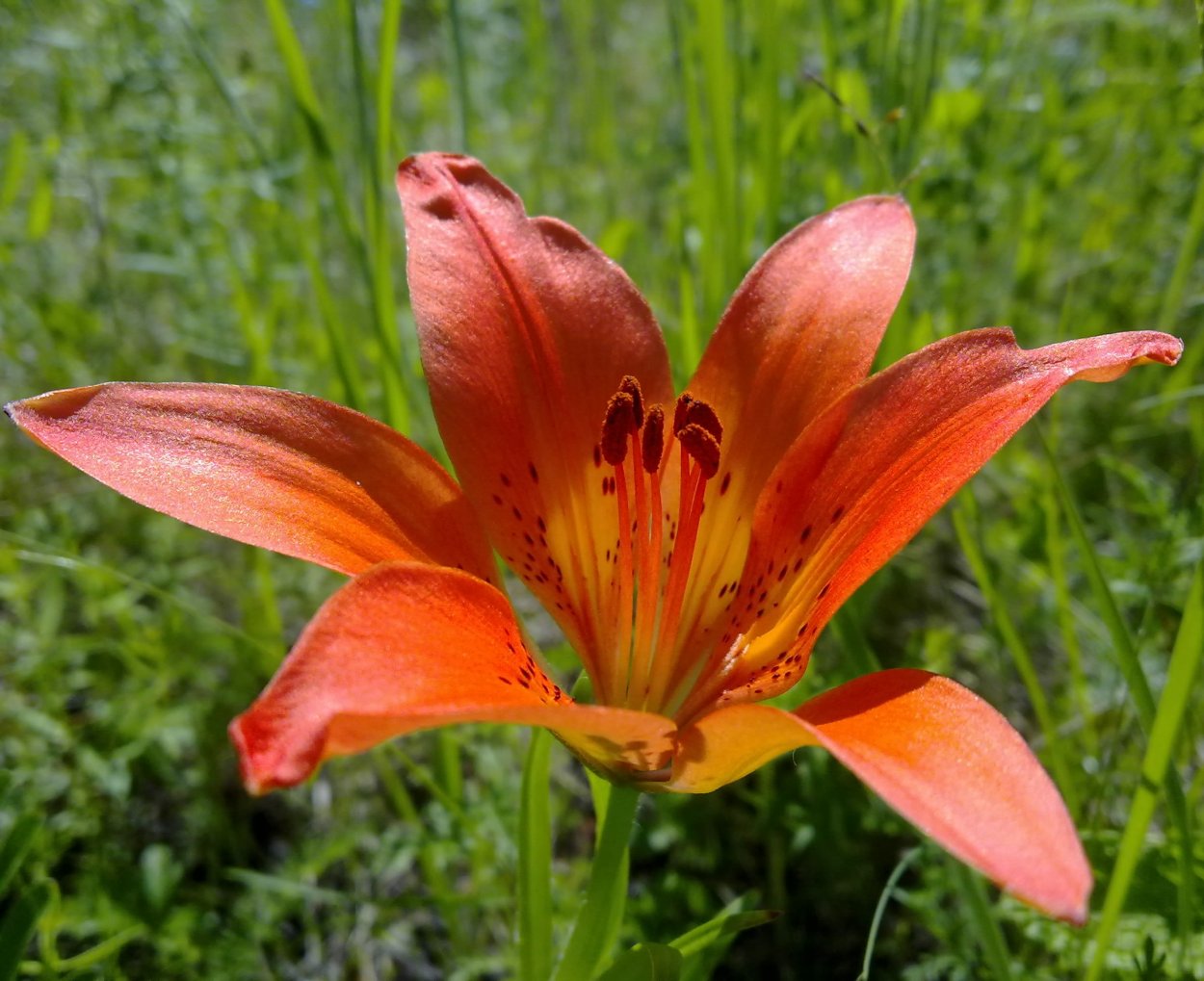 Якутская Лилия Сардаана