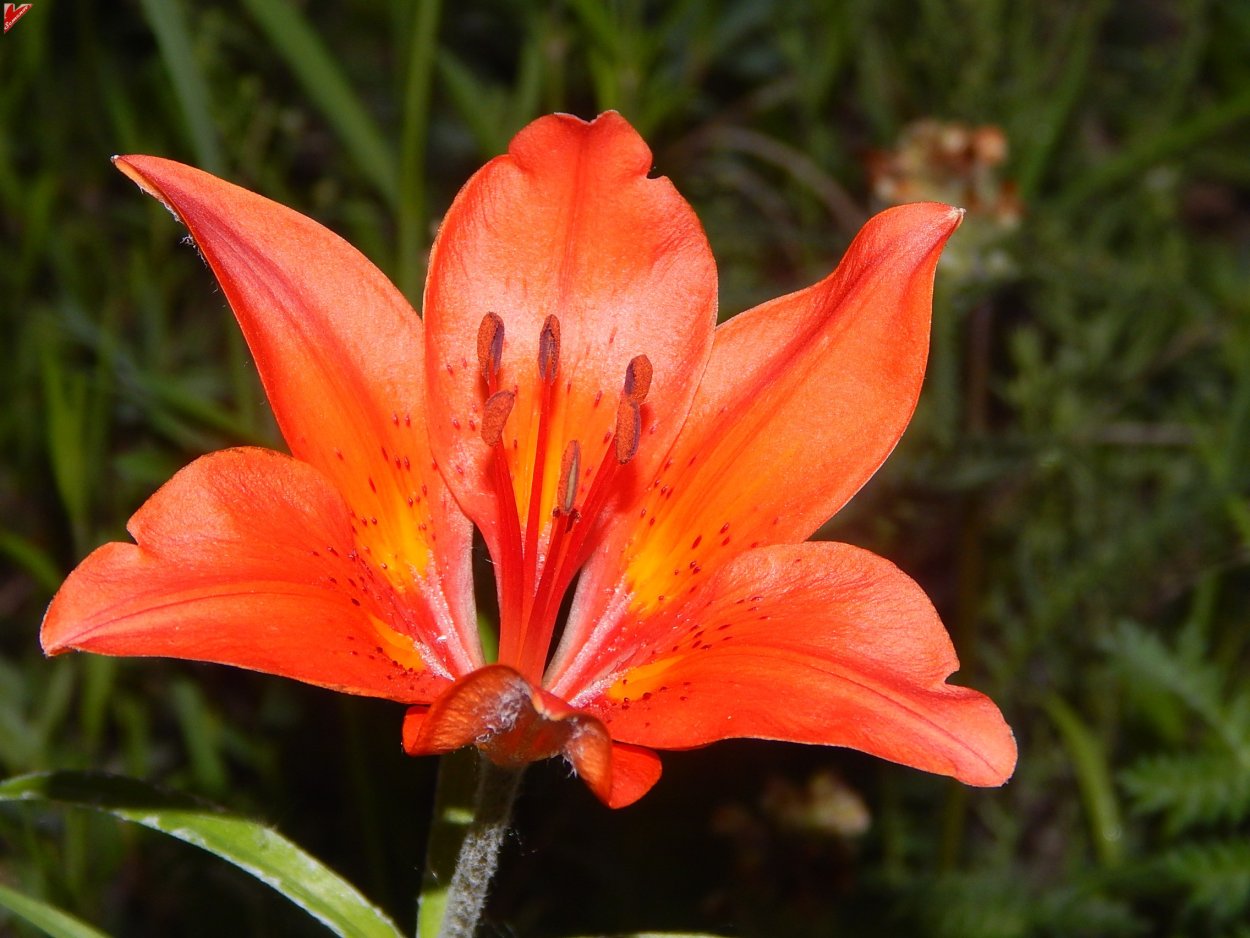 Лилия пенсильванская Даурская