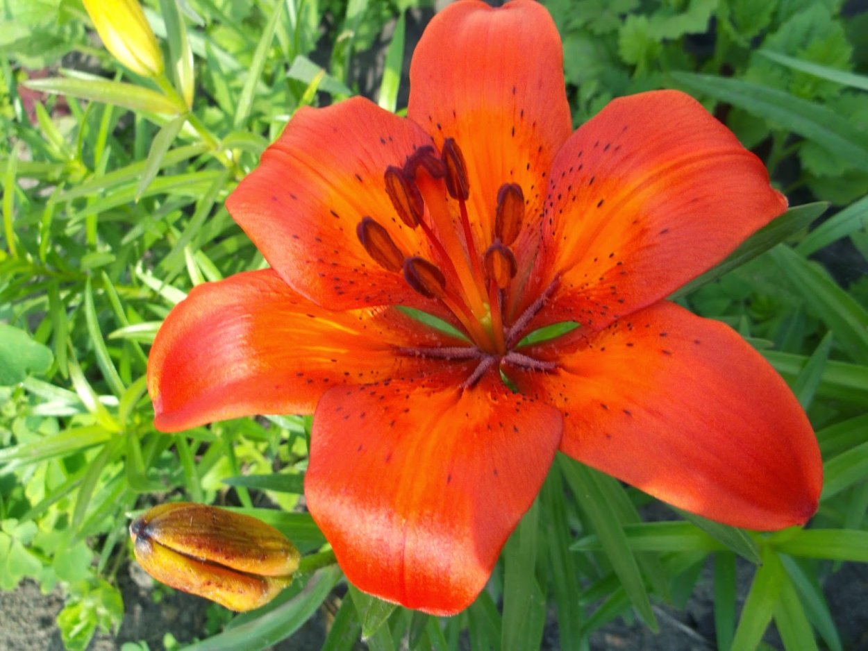 Лилия Даурская саранка