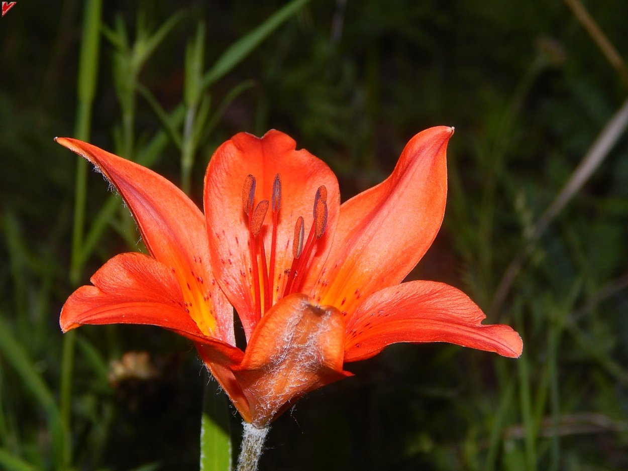 Лилия пенсильванская Даурская