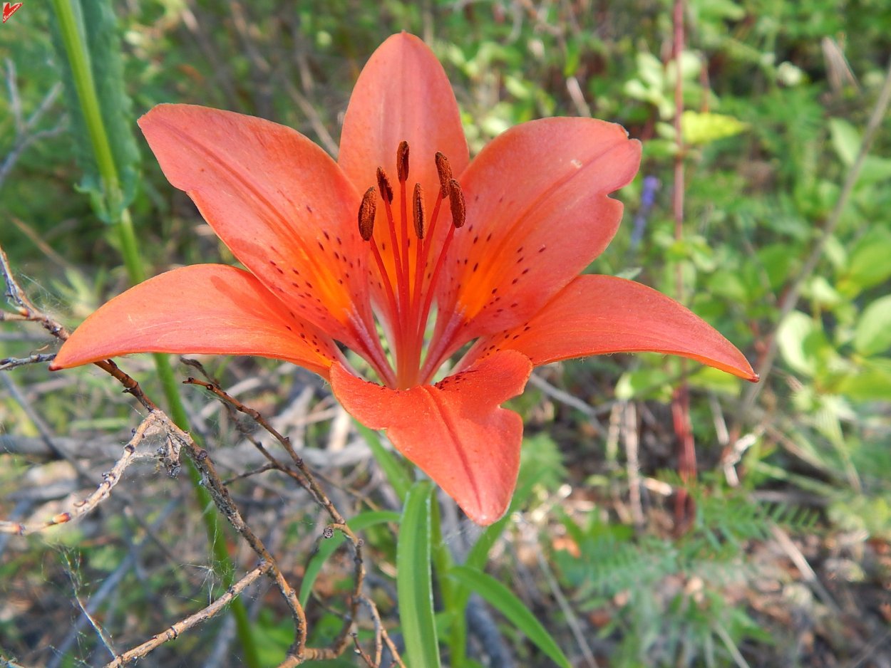 Лилия пенсильванская
