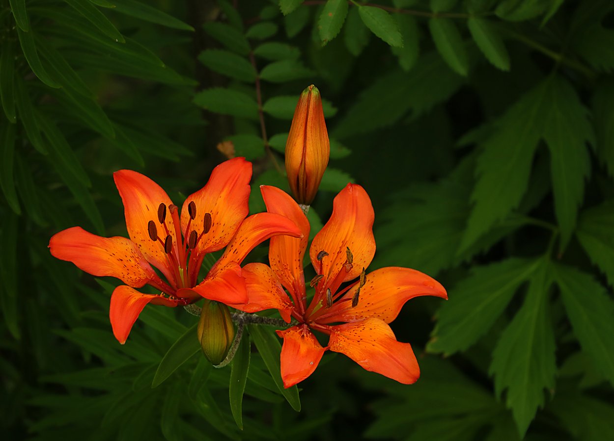 Айнгорн. Огненная Лилия