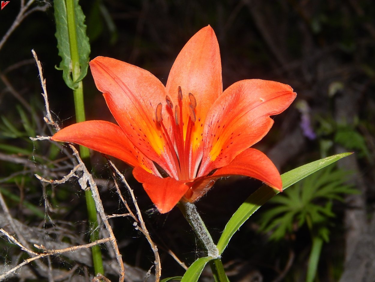 Лилия Сардаана