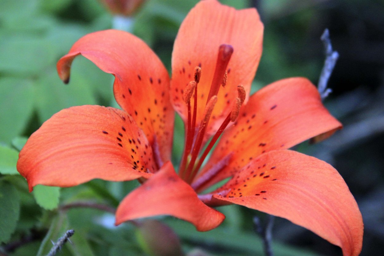 Бырдылина Сардаана