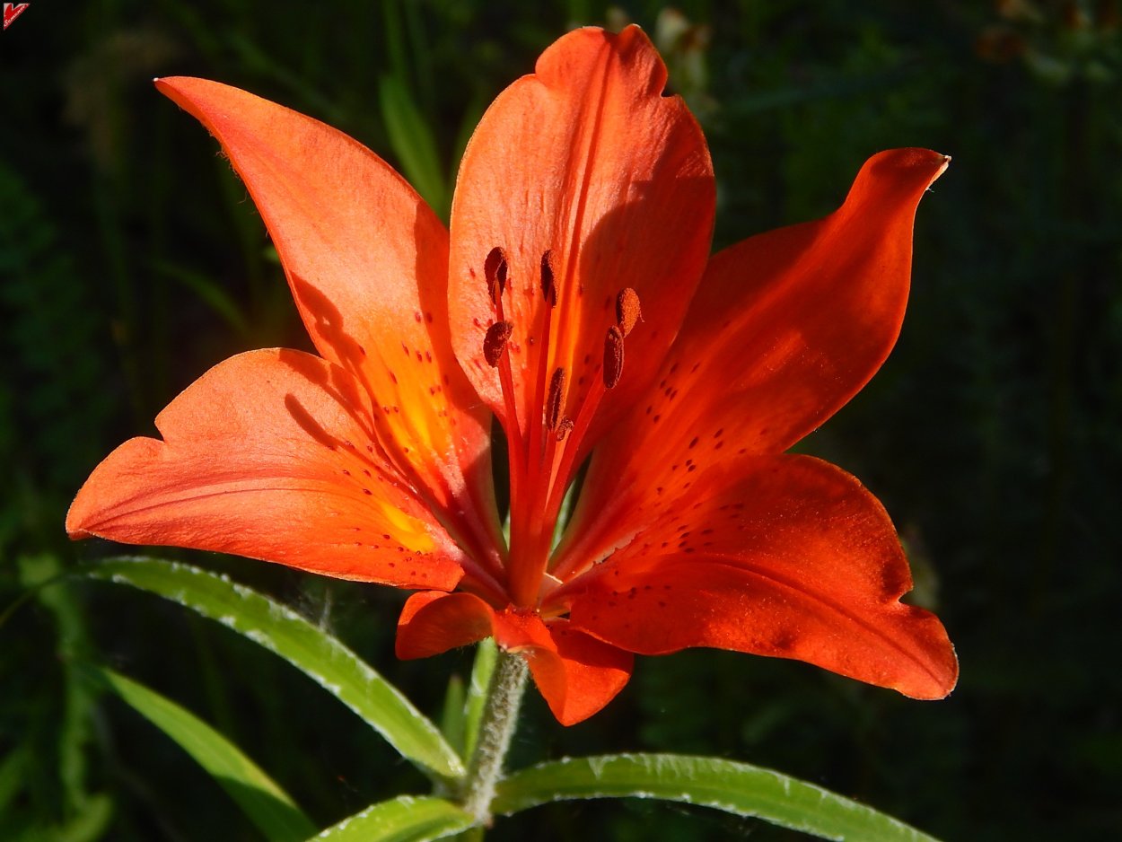 Лилия пенсильванская Даурская