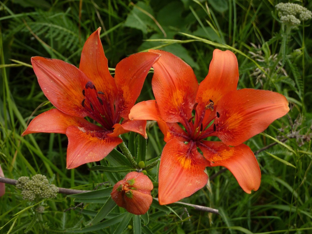 Лилия пенсильванская Садовая