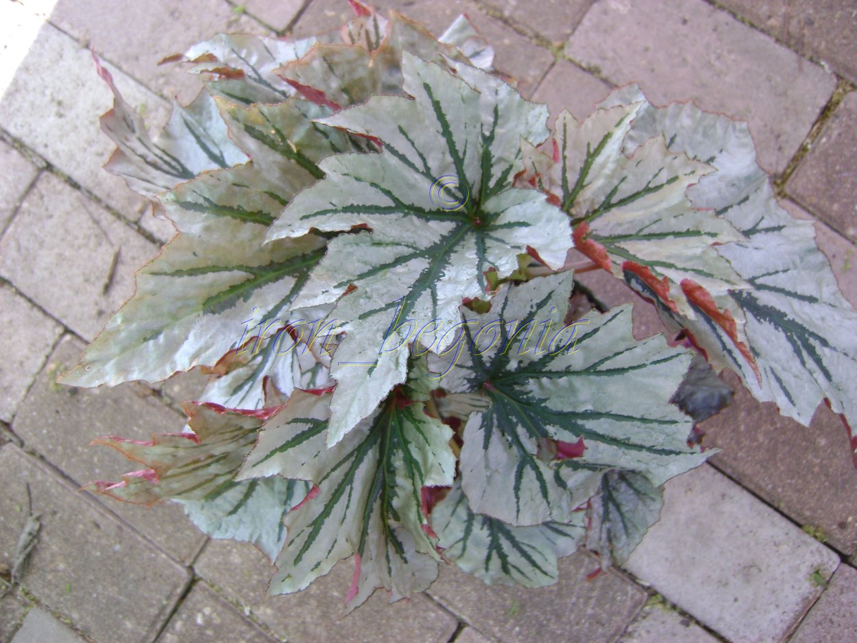 Бегония Angel Wing