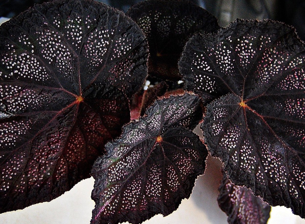 Бегония Winter Twilight