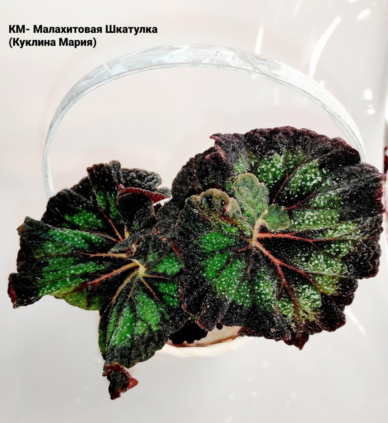 Бегония км Малахитовая шкатулка