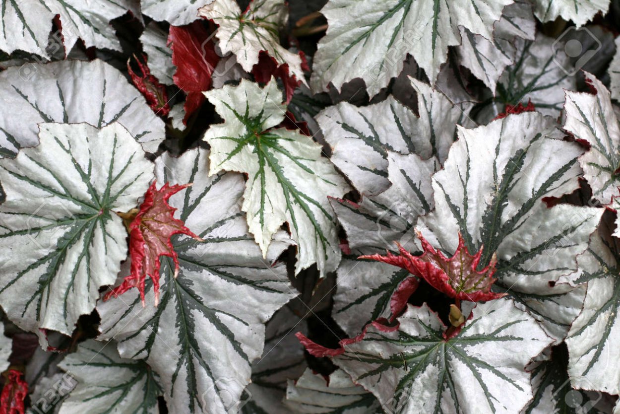 Бегония looking Glass