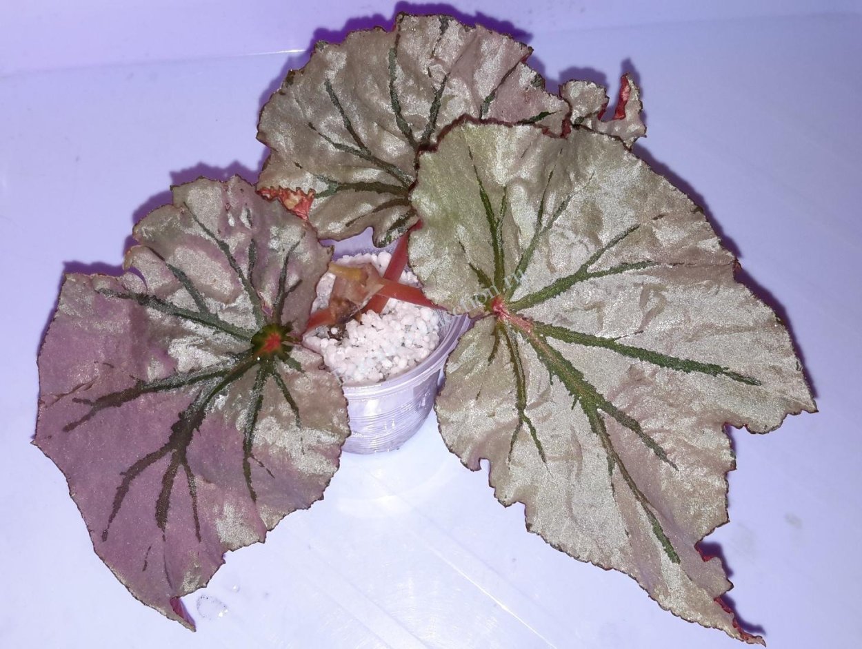 Бегония лукинг Гласс Кейн