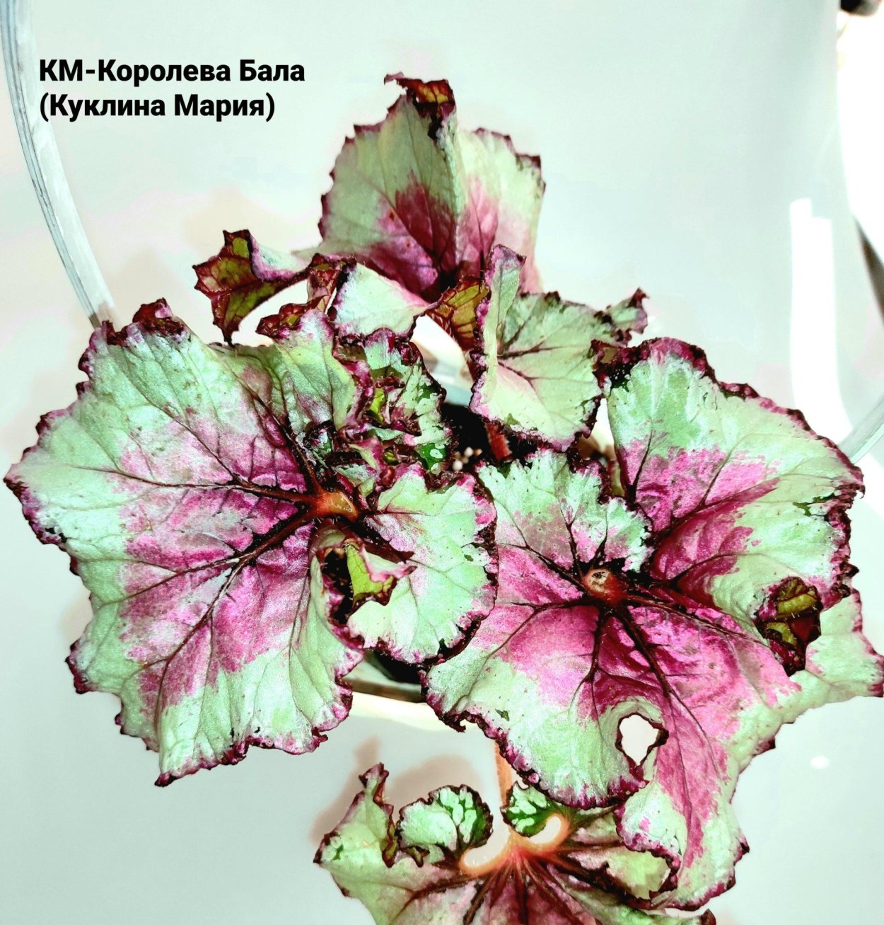 Бегония км Королева бала