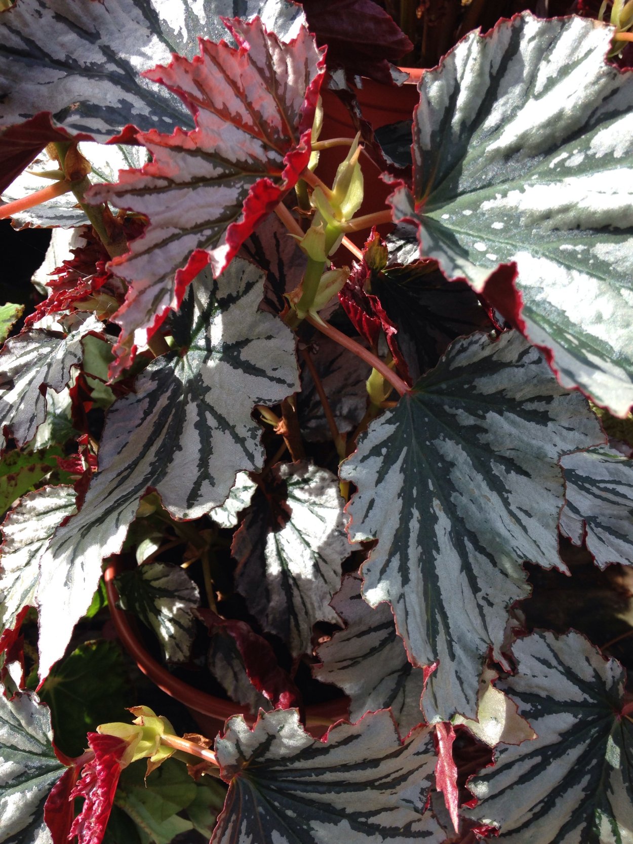 Бегония гоэгская