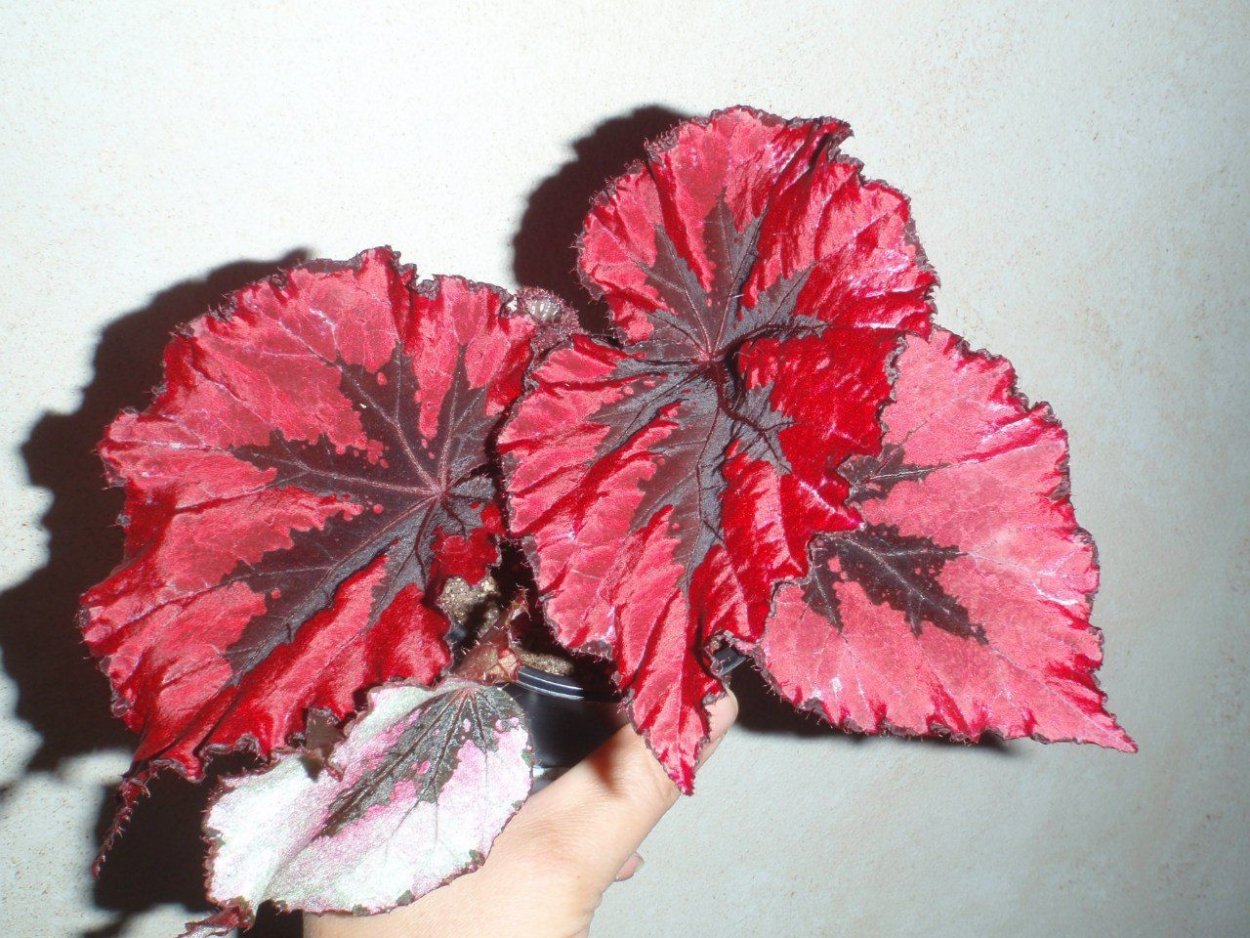 Бегония Miami Storm