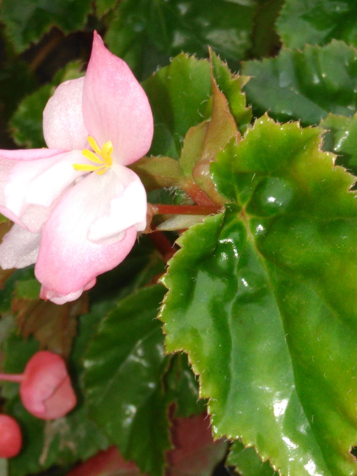 Бегония Инка Найт