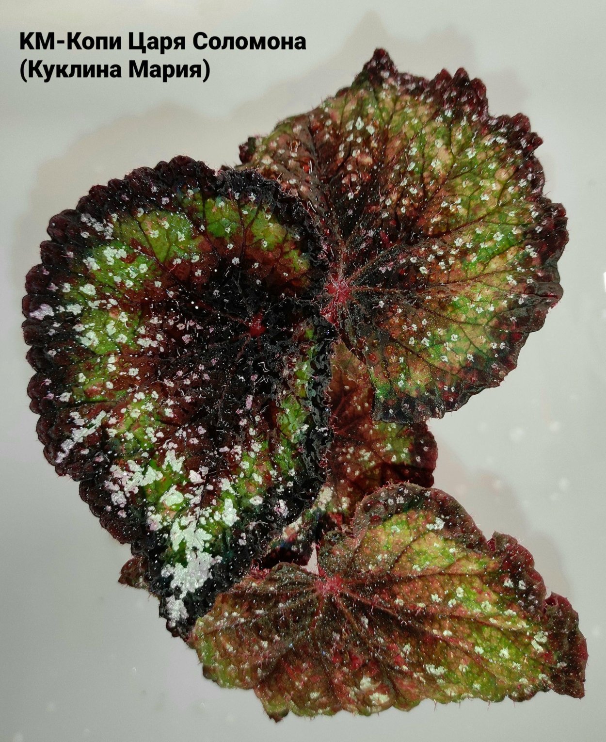 Бегония lerex осенний поцелуй