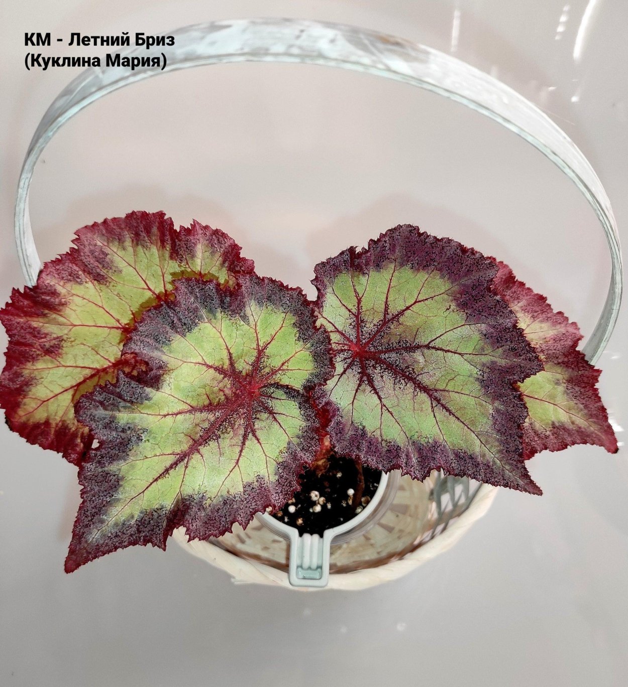 Бегонии Елены Хацкевич Новосибирск