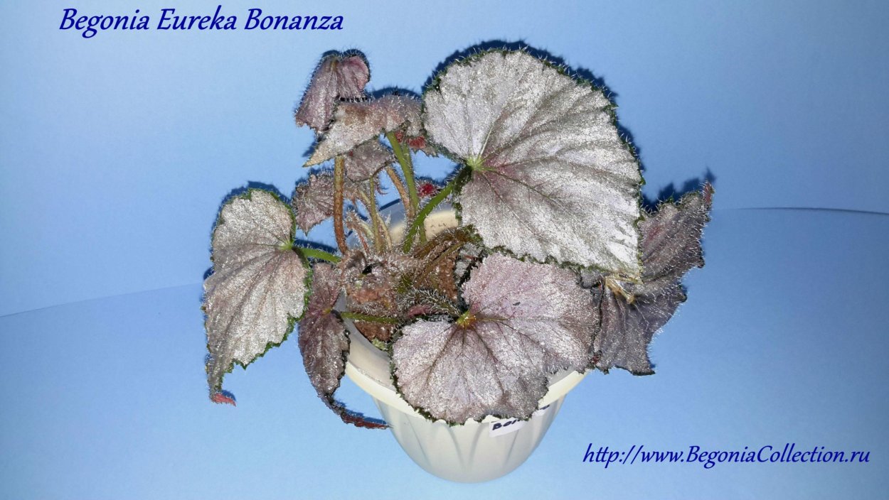Бегония Eureka Bonanza