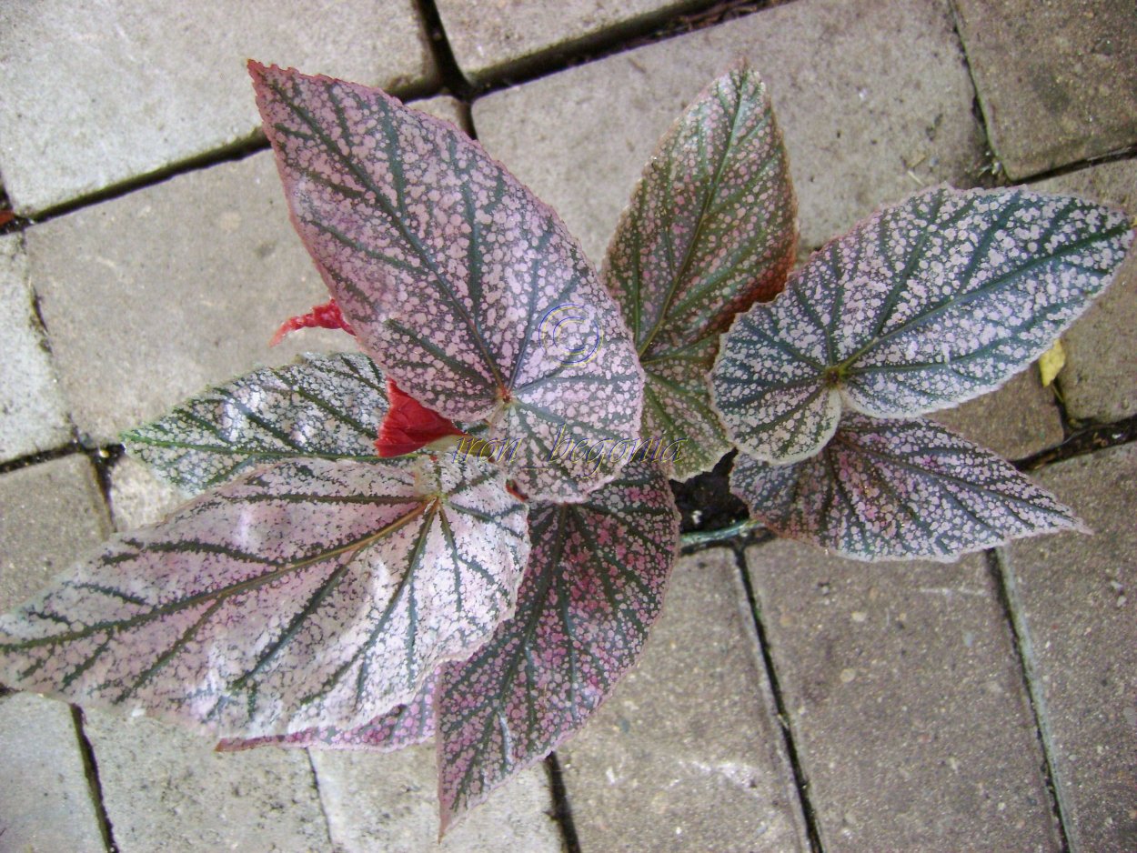 Бегония Maurice Amy